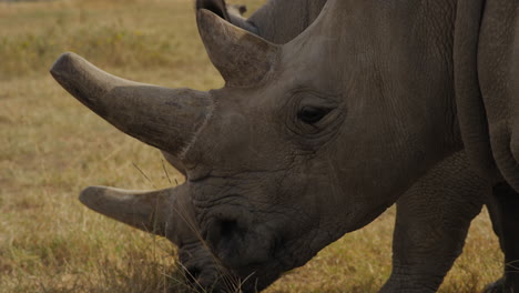 Vom-Aussterben-Bedrohtes-Weibliches-Nördliches-Breitmaulnashorn-In-Ol-Pejeta,-Kenia