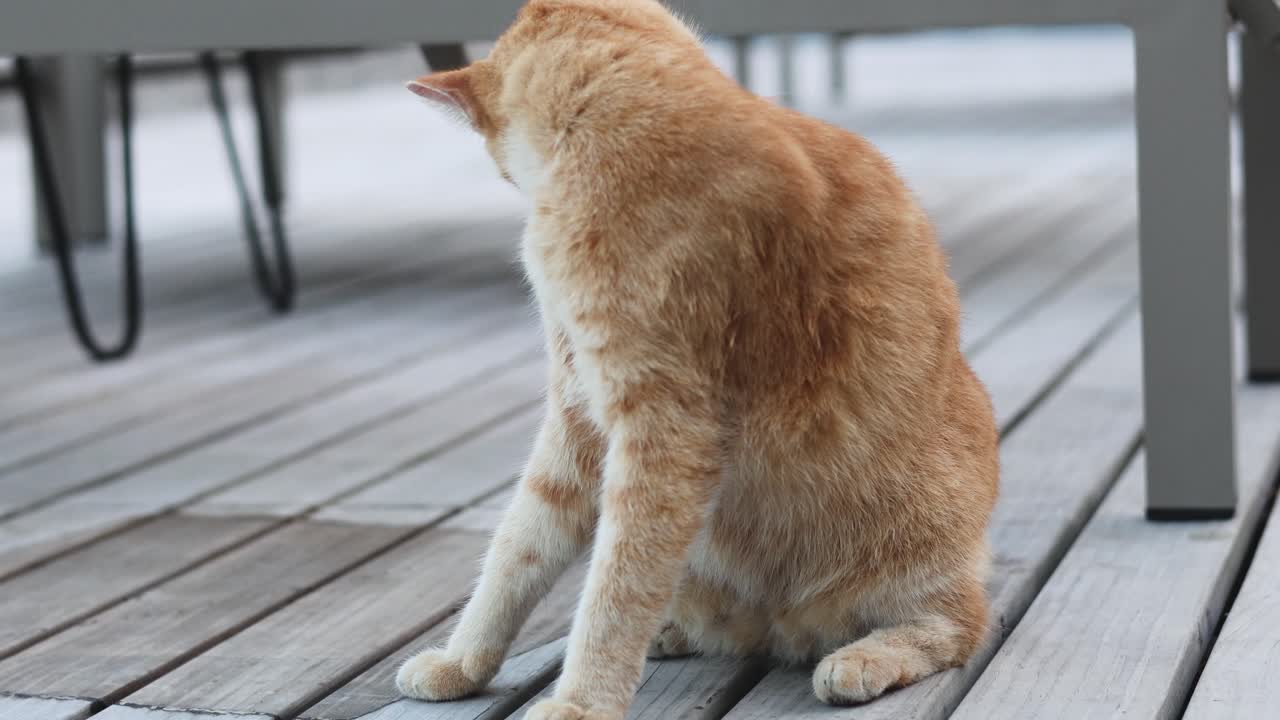 Cat sitting and looking around outdoors