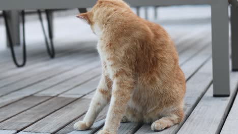 cat sitting and looking around outdoors