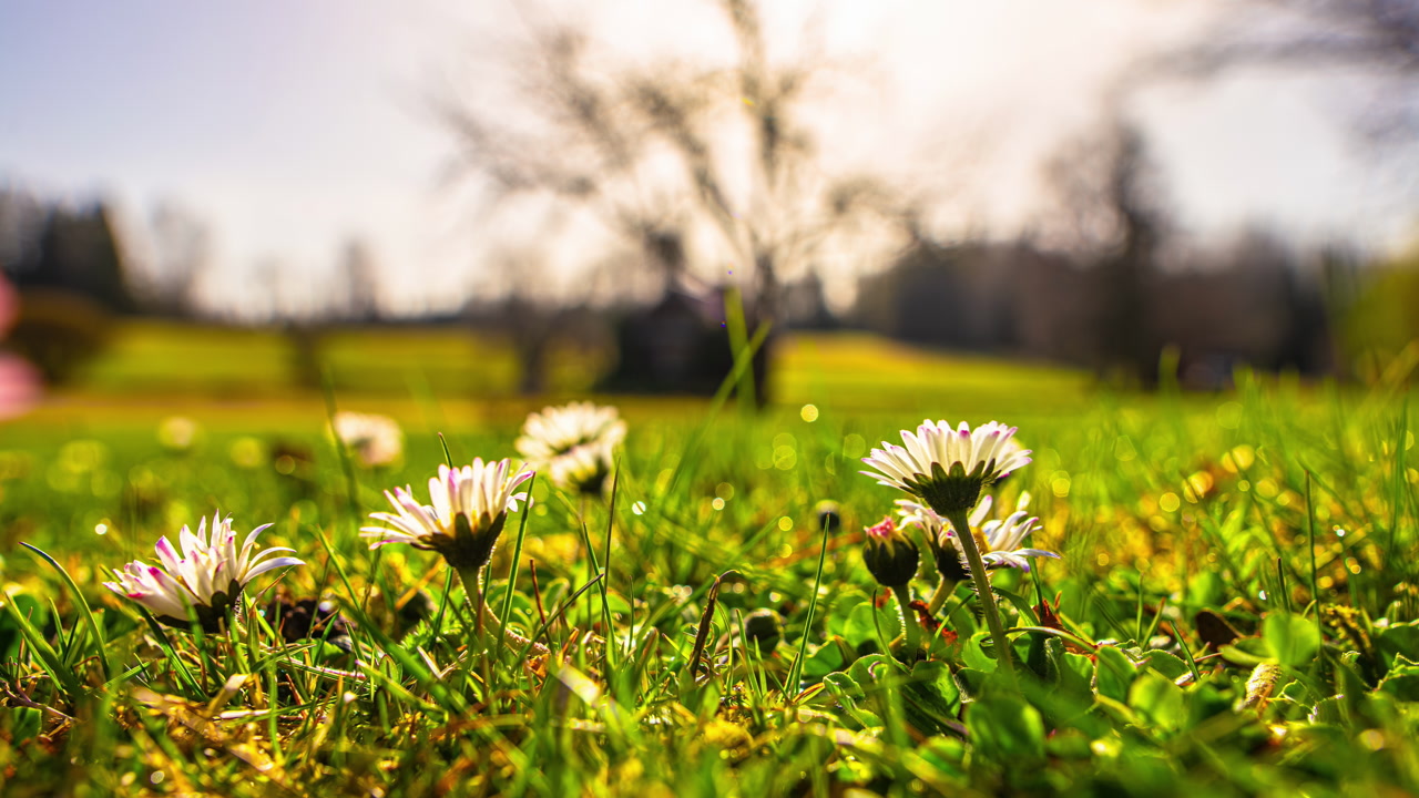 Timelapse of daisies blooming in a sunny park during springtime