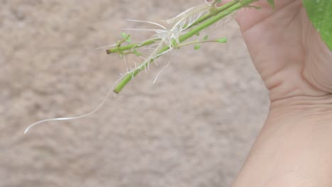 Close-up-of-a-hand-holding-a-mint-plant-with-aerial-roots-and-green-leaves