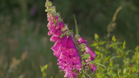 Beautiful-Pink-Foxglove-Blossom-Dances-in-Breeze,-close-up