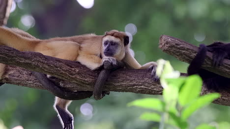 mono aullador marrón acostado en la rama de un árbol durmiendo