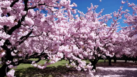 beautiful cherry blossom trees in springtime