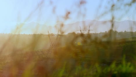dos pilares de electricidad en el campo visto a través de las plantas 4k