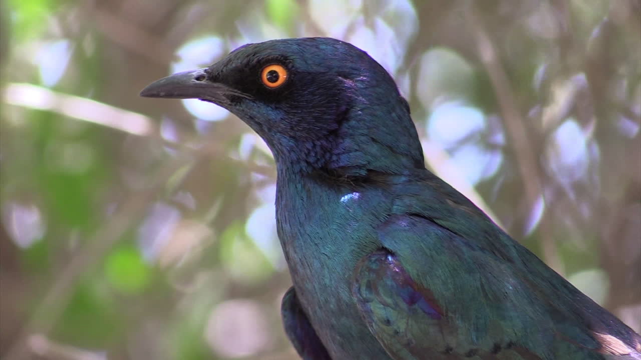 cabo brillante starling lamprotornis nitens girando la cabeza, hojas y ramitas en el fondo, primer plano que muestra las partes superiores del cuerpo