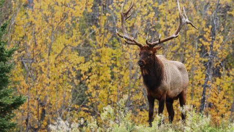 Majestuoso-Alce-Toro-Adulto-Se-Encuentra-En-El-Bosque-Canadiense-Durante-La-Temporada-De-Apareamiento-De-Otoño