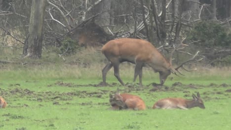 Adult-Red-Deer-Digging-Then-Lies-On-The-Ground-Together-With-Fawn-In-Foreground