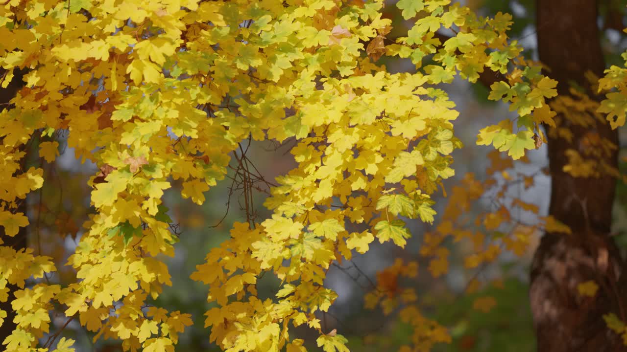 Vibrant yellow leaves cover a maple tree branch, capturing the brightness and beauty of autumn.