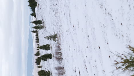 Vuelo-Bajo-Sobre-Una-Colina-Cubierta-De-Nieve,-Pinos-Dispersos