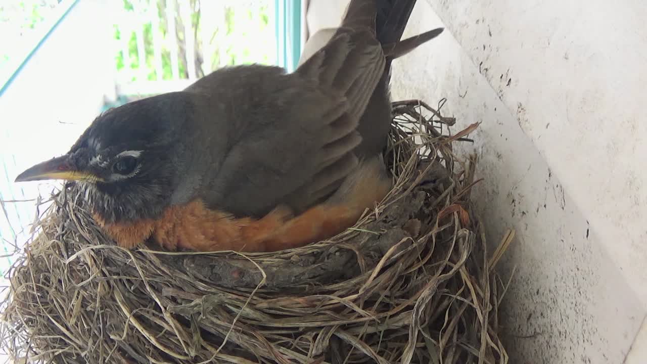 Close up: Robin preens her feathers while incubating eggs on her nest