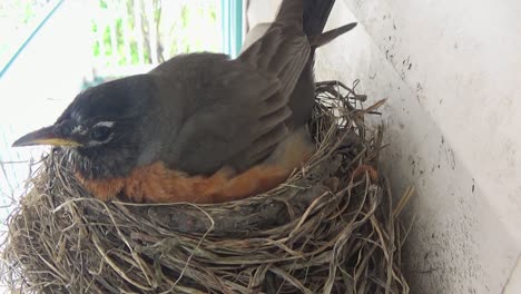 close up: robin preens her feathers while incubating eggs on her nest