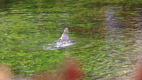 Ente,-Die-Mit-Einer-Körperhälfte-Ins-Wasser-Taucht,-Während-Die-Beine-Außerhalb-Des-Wassers-Sind-Und-Um-Sich-Schlagen