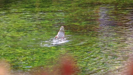 pato buceando en el agua con la mitad del cuerpo mientras las piernas están fuera del agua agitándose