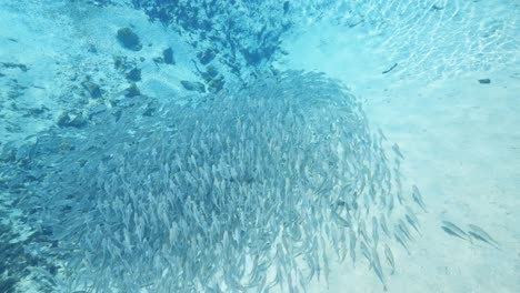 Striped-bass-fish-schooling-on-sand-bottom-in-the-Florida-Springs