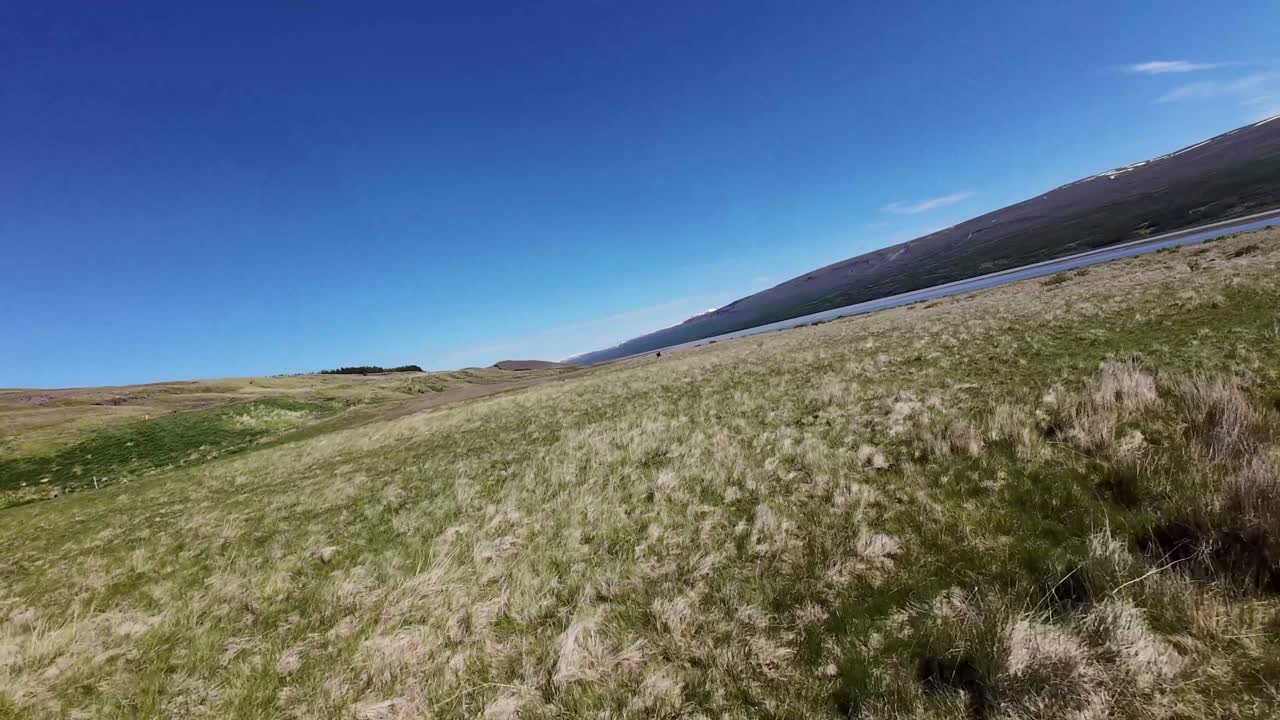 FPV drone skims low over grass-covered meadows near Egilsstaðir, Iceland, passing beautiful Icelandic horses as one runs across the field beside a scenic lake under clear summer skies