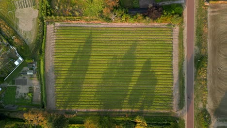disparo descendente de filas de cultivos desde una perspectiva de drones