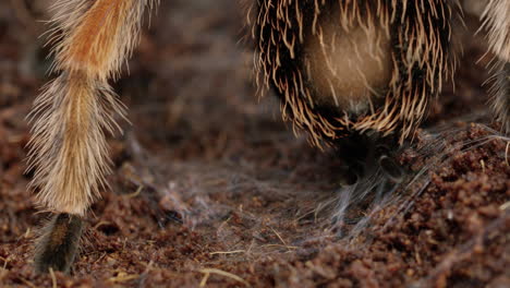 la tarántula mexicana de rodillas rojas usa hileras para colocar telarañas en el suelo del bosque - primer plano extremo