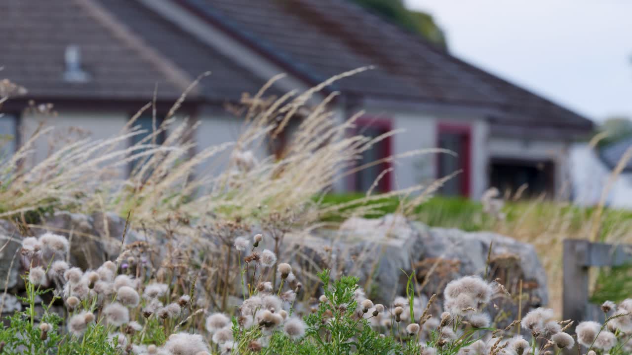 Large truck and car drive past wildflowers in windy rural Scottish highlands, overcast daylight