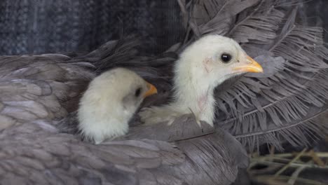 Niedliche-Küken,-Die-Unter-Dem-Flügel-Ihrer-Mutter-Picken