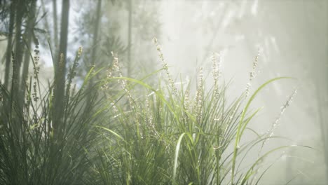 grass flower field with soft sunlight for background.