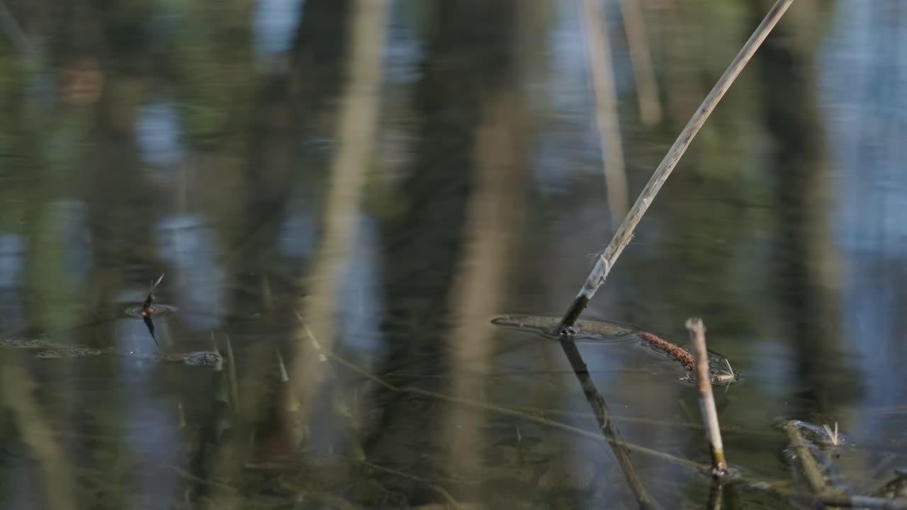 agua de estanque transparente con juncos secos que emergen y se reflejan en la superficie durante un día soleado - cierre, tiro estático