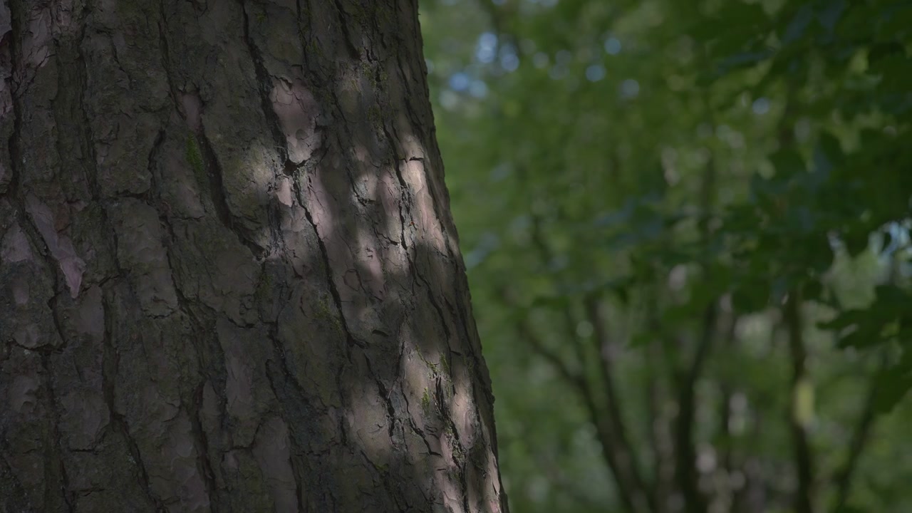 La luce del sole crea un motivo sulla corteccia ruvida di un albero in una foresta tranquilla. Ideale per progetti incentrati sui dettagli e sulla tranquillità della natura.