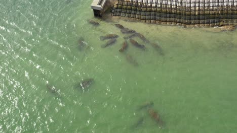 Manatee-Gruppe-Am-Wasserrand-Nähert-Sich-Und-Kippt-Die-Kamera-Nach-Unten