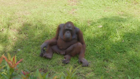 playful male orangutan sitting on grass and tossing something towards camera