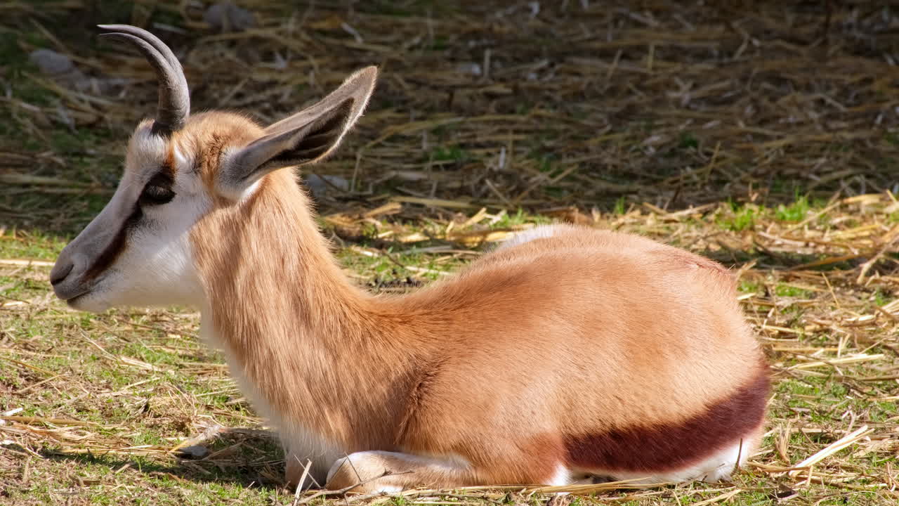 Juvenile springbuck ram Antidorcas marsupialis basks lying down in afternoon sun
