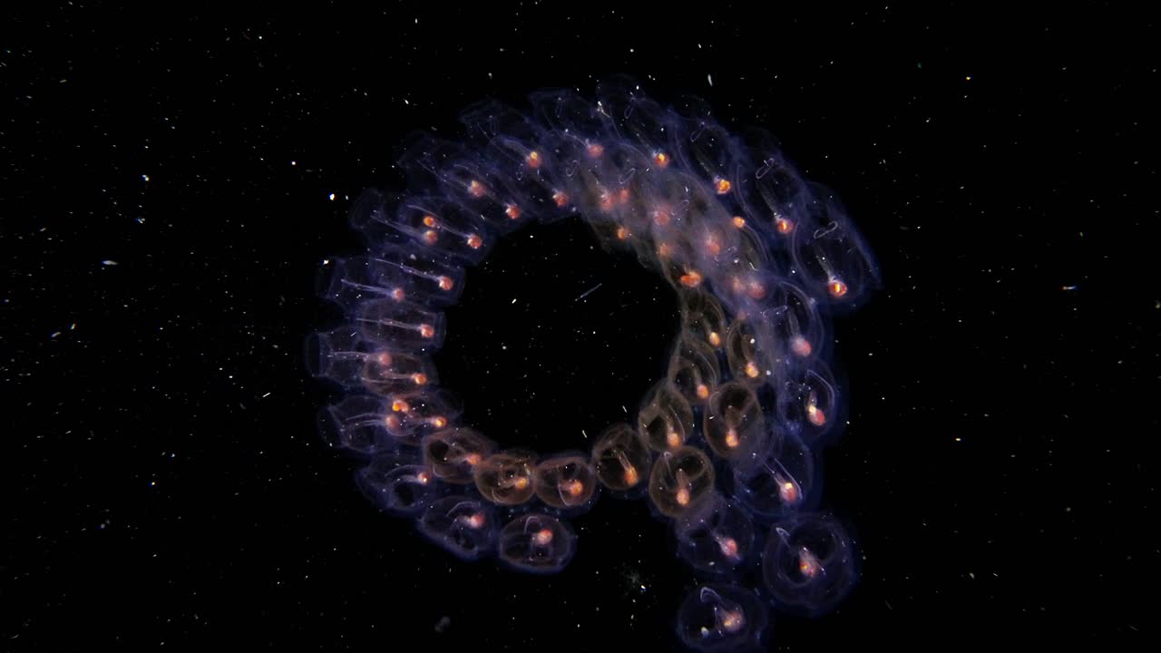 Large Salp chain in blackwater, Anilao, Philippines 2 of 3 60fps