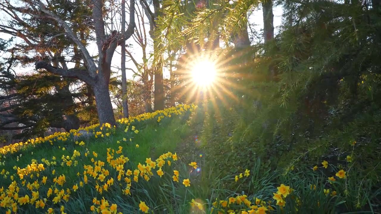 Sun flare through evergreen branches over a field of daffodils. Low angle view of conifer needles with sunburst and yellow spring flowers blooming on a distant hillside.