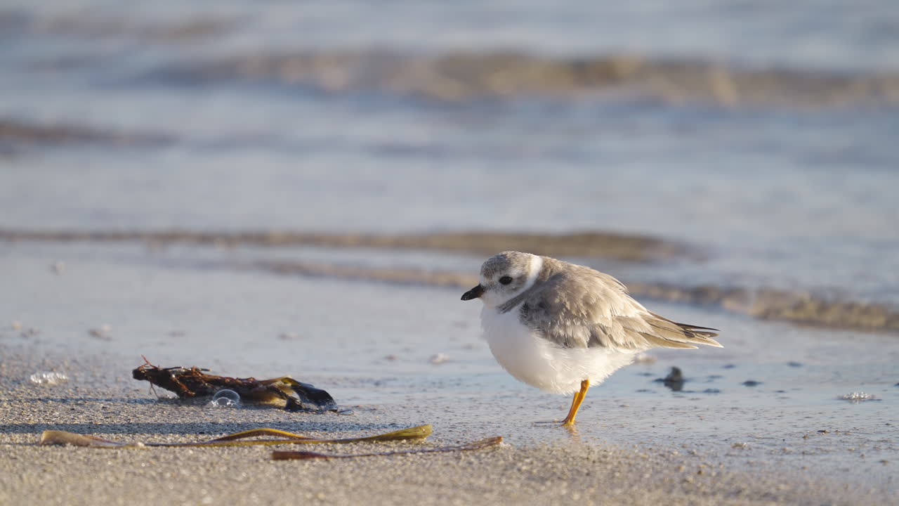 Piper Plover on Sandy Beach with Waves