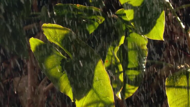 Rain season in South America, heavy rains pouring in Amazon rainforest