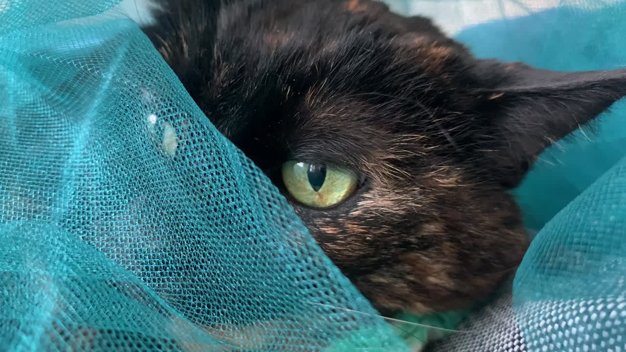 el gato tortie senior disfrutando de una cubierta de tulle azul
