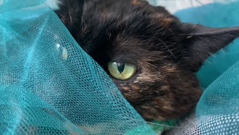 senior tortie cat enjoying a cover of blue tulle