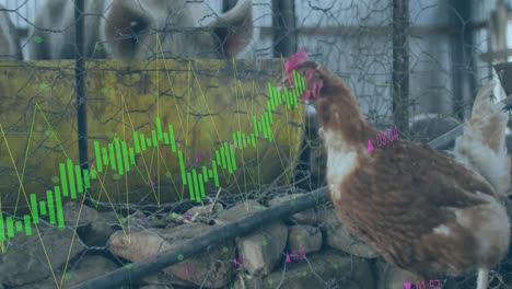 animation of financial data processing over chickens and pigs at farm