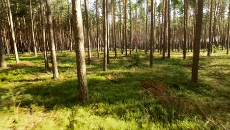 Nuestra-Colección-De-Material-De-Archivo-De-Naturaleza,-Bosque,-Madera-Y-Verde-Es-La-Manera-Perfecta-De-Incorporar-La-Belleza-Y-La-Tranquilidad-De-La-Naturaleza-A-Sus-Proyectos-De-Video.