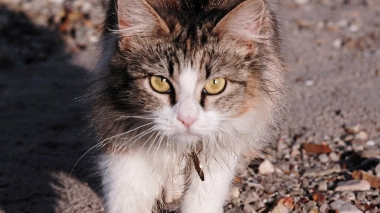 Gatto tricolore carino con un collare e una targhetta identificativa cammina direttamente verso la fotocamera