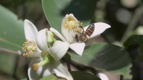 detalle de una abeja polinizando una flor de naranja dulce