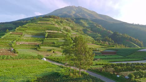 aerial view of farmer walking on the road to go to plantation. beautiful rural landscape of indonesia.