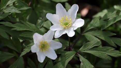 繊細な白い野生のアネモネの花が、春の日差しの中で咲き、イギリスの森に咲きます。