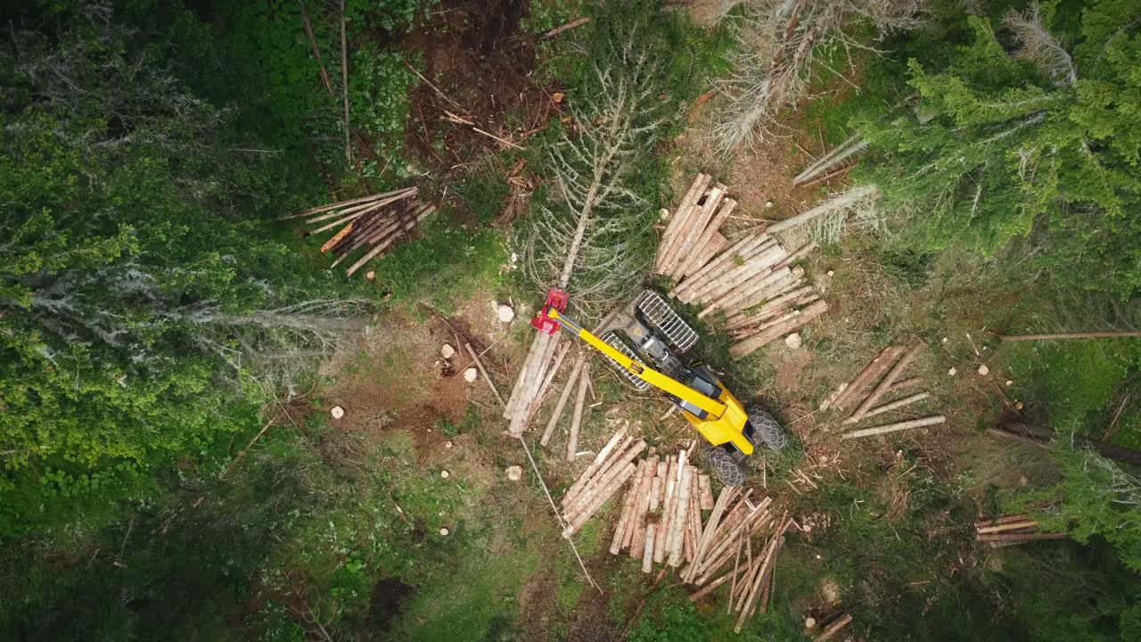 Overhead Shot Of Machine Cleaning Up Tree Trunk From Branches, Deforestation