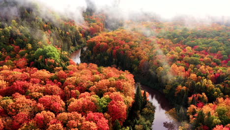 Drone-shot-looking-down-on-large-deciduous-forest-in-full-autumn-color