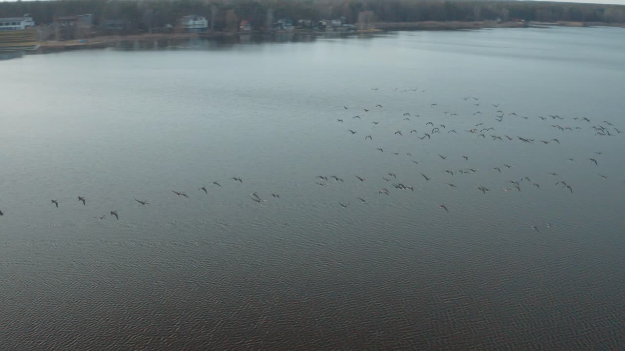 Wide angle aerial fast flyby drone shot of a flock of birds flying over a lake near a village on a beautiful sunny day