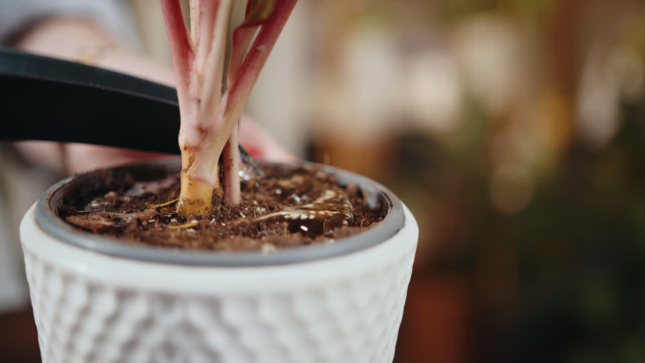 regar una planta de interior