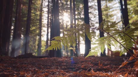 Fern-leaves-swaying-in-breeze-with-sun-breaking-through-forest-trees