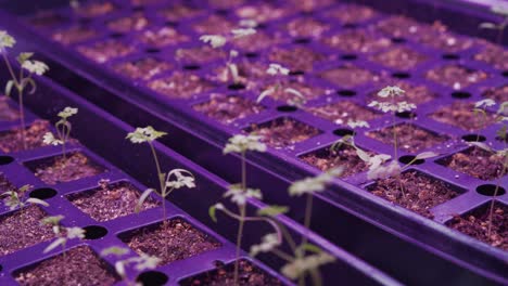 close-up shot of seedlings in growing trays under a protective cover