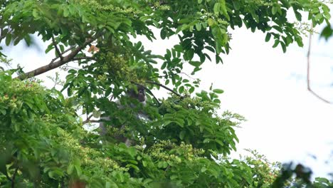 Langur-De-Phayre,-Trachypithecus-Phayrei,-Tailandia