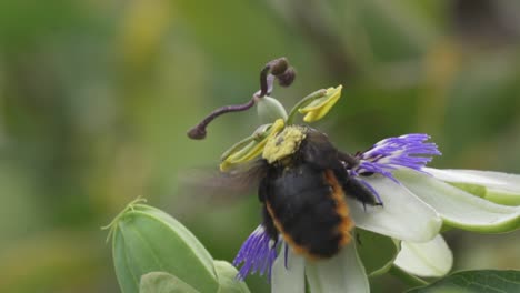 close up of a yellow and black bumblebee with pollen on its back nectaring a blue crown passion flower